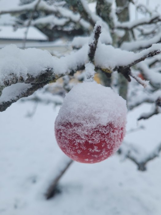 Rött äpple täckt med snö hänger från gren, vinterlandskap i bakgrunden, oskarp effekt.