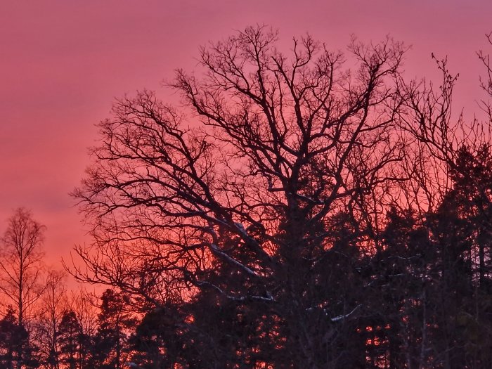 Träd silhuetter mot en levande rosa och orange himmel, troligen solnedgång eller soluppgång.