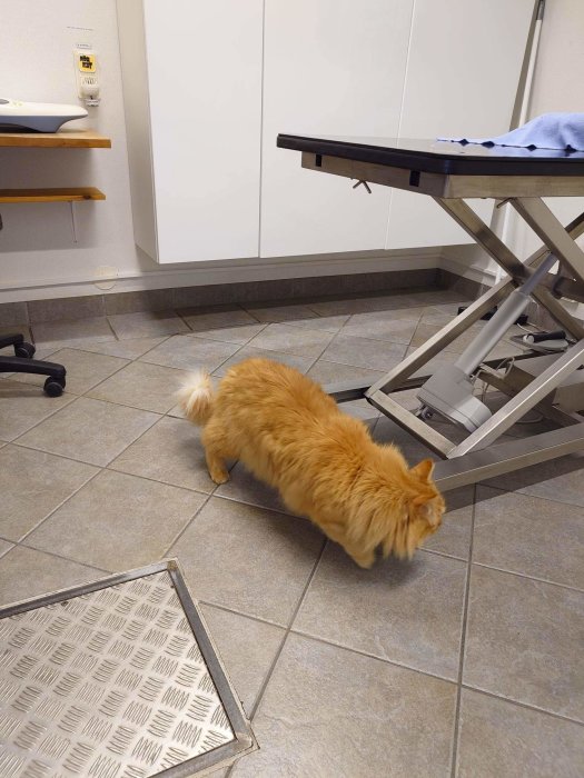 Gyllene hund i kliniklokaler, undersökningsbänk, blå handduk, skåp, golvmatta, vägguttag, ingen människa synlig.