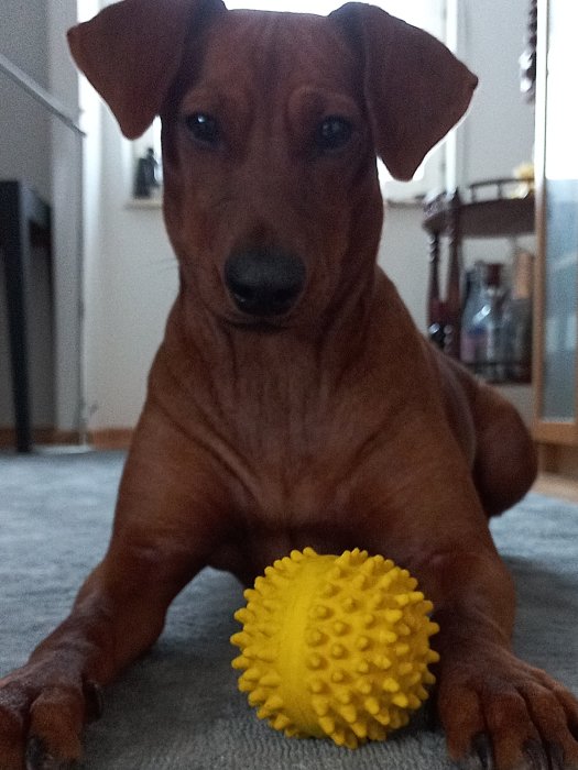 Brun hund framför gult leksaksboll inomhus. Uttrycksfull blick. Lugnt. Närbild. Oskärpa i bakgrunden.