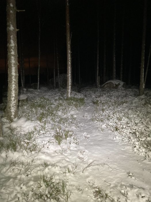 Nattskog med snö, upplyst av en strålkastare eller ficklampa, mörk till synes tom.