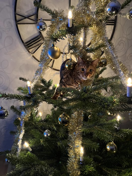 Katt i en julgran med tända ljus, guld- och silverkulor, glitter samt en stor klocka i bakgrunden.