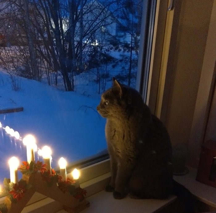 Katt sitter på fönsterbräda bredvid ljusstake, tittar ut genom fönstret i ett snöigt landskap vid skymning.