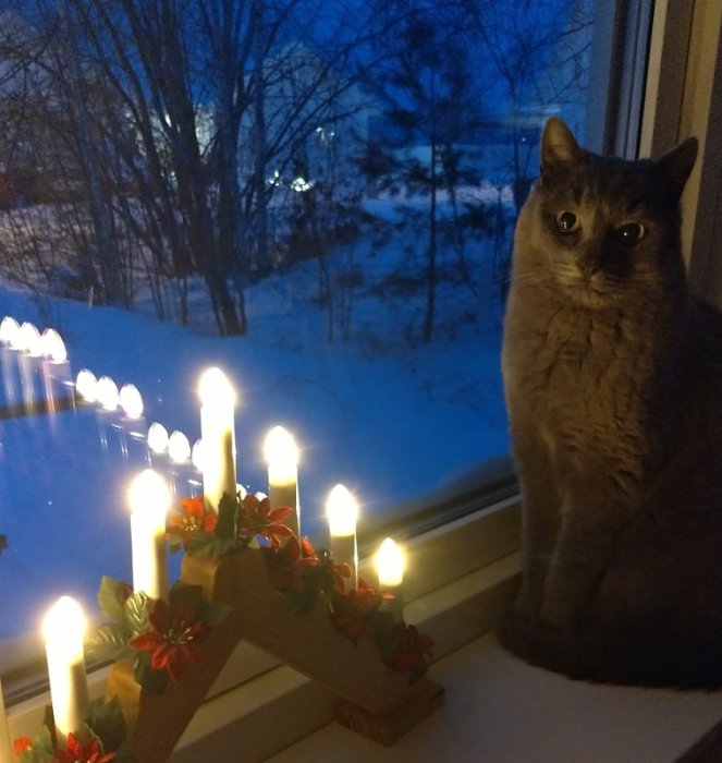 En katt sitter vid ett fönster med en julstjärna och utomhus vy av vinterlandskap i skymningen.