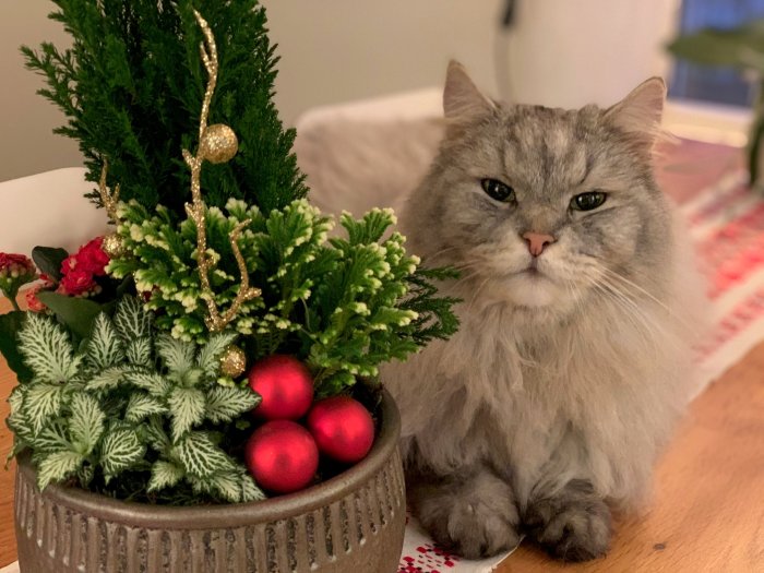 Långhårig grå katt bredvid en julgruppering med röda kulor och gröna växter.