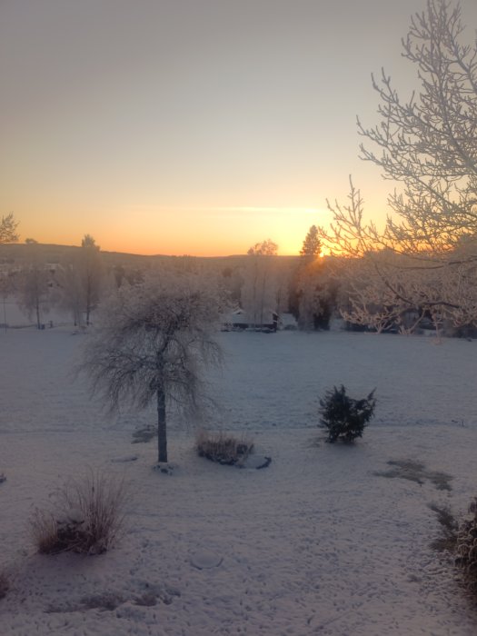 Vintervy med snötäckt landskap, frostiga träd, lågt solsken vid horisonten. Lugn, kylig morgonstämning.