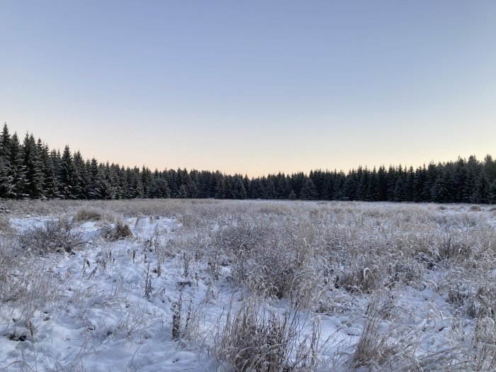 Vinterlandskap, snötäckt äng, barrträd, frost, skymning, lugn, kallt, orört, blå himmel övergår till rosa.