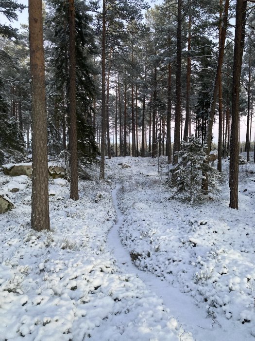 Snöbeklädd skogsstig, tallar, vintertid, orörd natur, ljus himmel i bakgrunden.