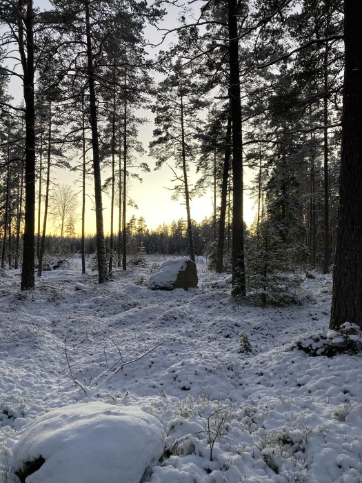 Skog, snötäckt mark, vinter, solnedgång, tallar, lugn, kyla, natur, sten, skymning, frostat landskap.