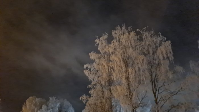 Nattbild: snötäckt träd kontrasterar mot mörk himmel. Mysteriös atmosfär från belysningen och skuggorna.