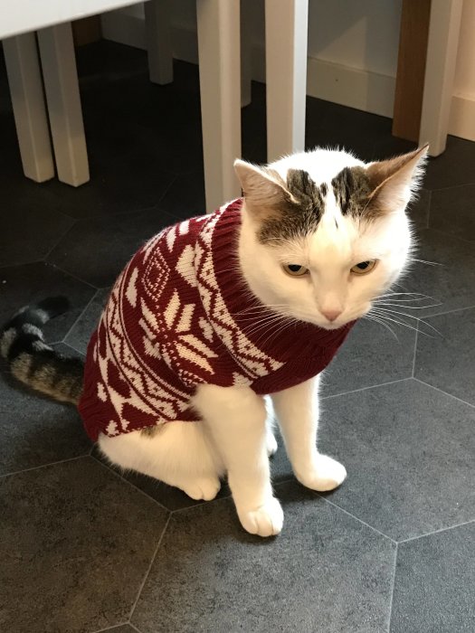 Vit och brun katt i röd/vit stickad tröja sitter på grått golv.