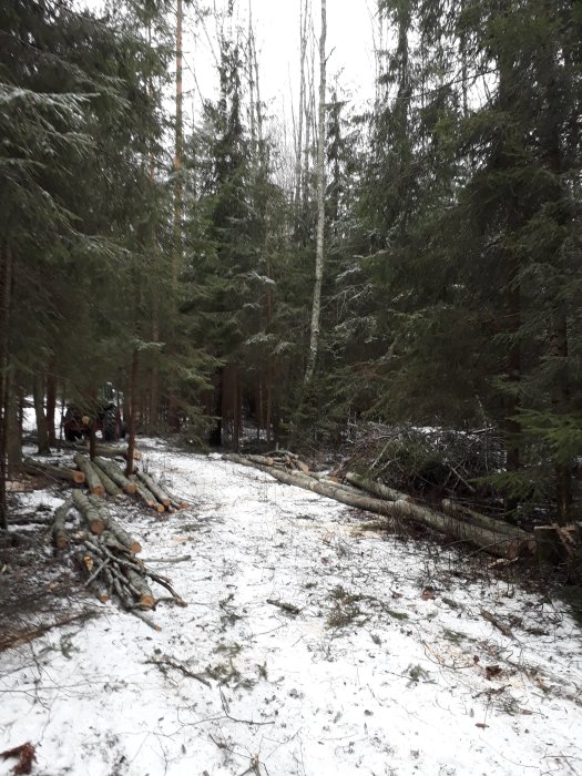 Vinterskog med tunt snötäcke, avverkade träd och grenar på marken.