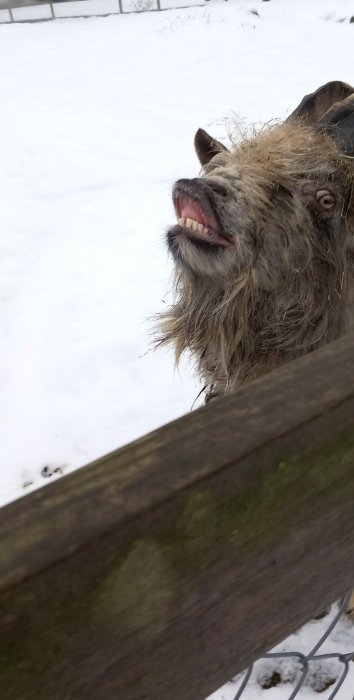 Ett lerigt djur, troligen en hund, tittar över ett staket. Snötäckt mark i bakgrunden.