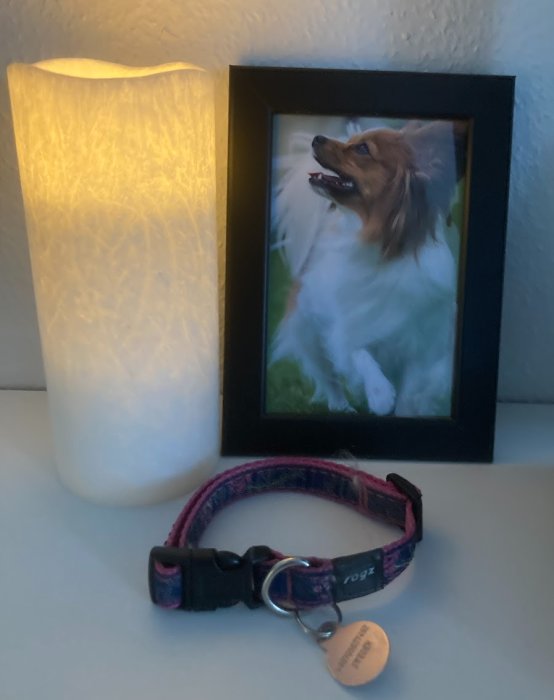 En inramad bild av en hund, ett hundhalsband och en lampa på en yta.