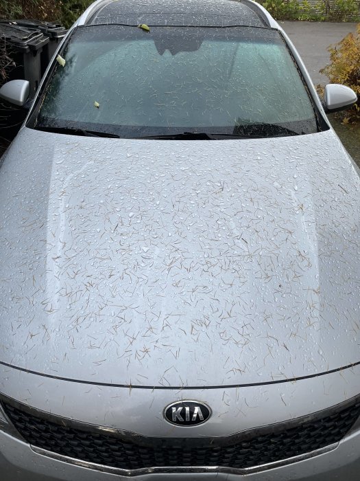 Grå KIA-bil täckt med små löv och barr. Vått efter regn. Parkerad utomhus.