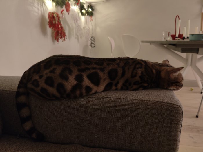 Bengalisk katt sover på soffans armstöd i ett rum med juldekorationer.