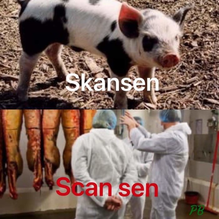 Ett ordspel med bilder: levande gris märkt "Skansen", slaktade grisar märkt "Scan sen". Humoristisk, ordlek.