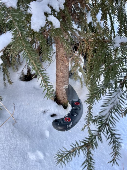 En svart kastanjebock ligger under snötäckta granträd på vit snöbotten.