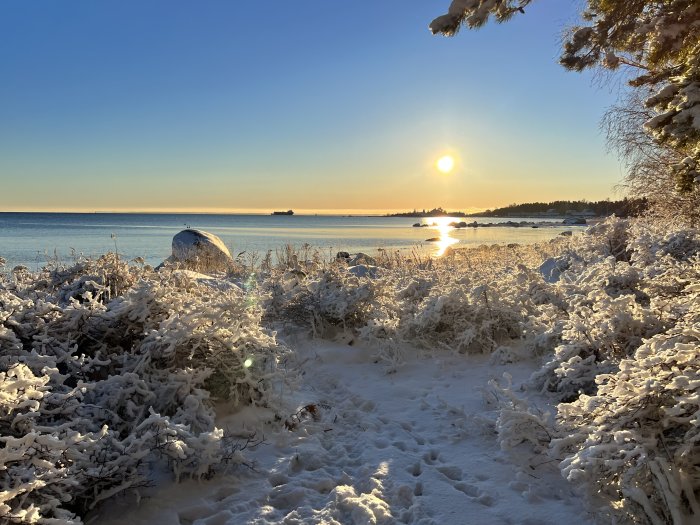 Vintersolnedgång över snötäckt kustlandskap med frostat gräs och grenar, klippor, hav och klar himmel.