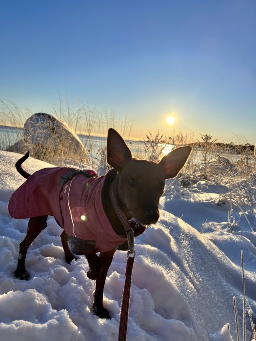 Hund i rosa jacka står i snö med solnedgång i bakgrunden.