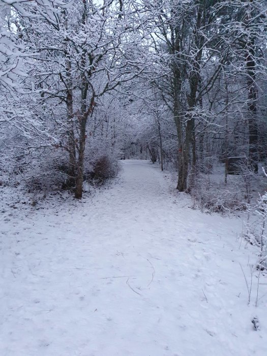 En snötäckt skogsväg med nakna träd i dunkelt ljus; en kristallin, stilla vinterscen.