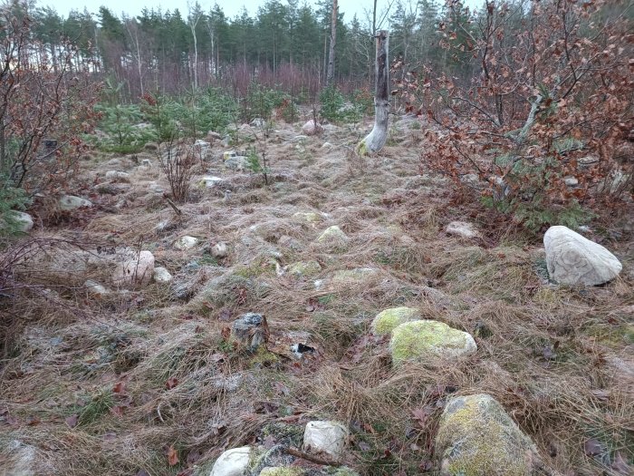 Skogsmark med stenar, torrt gräs, lövfällande buskar och träd i bakgrunden. Det ser ut att vara höst eller vinter.