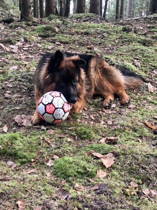 En schäferhund med en fotboll i skogsområde.