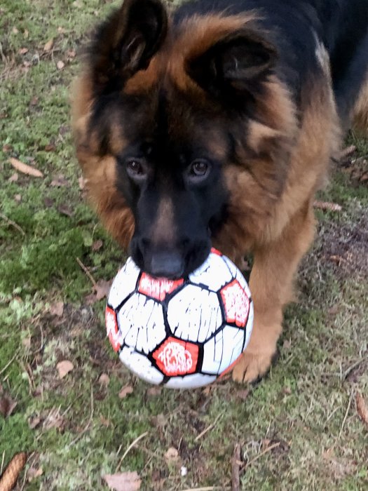 En schäferhund håller en fotboll i munnen utomhus.