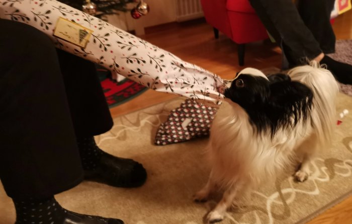 Hund tittar upp, människohand håller julklapp, inomhus, mysig atmosfär, delar av två personer synliga.