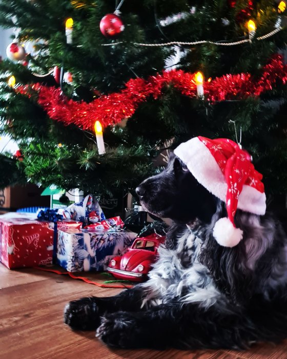 Hund med tomteluva sitter framför julgran och julklappar. Festlig, mysig stämning.