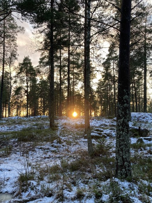 Skog i solljus, snöfläckar, solnedgång genom träd, tallar, lugn naturvyn, vackert landskap.