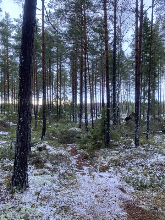 Skog med tallar, spår av snö, stig, mossa, stenar, svagt vinterljus.