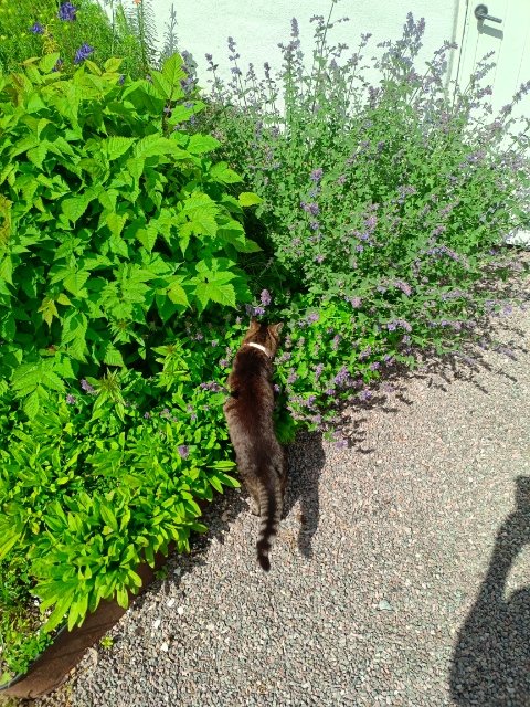 En svart katt utforskar grönska och lila blommor i en solig trädgård.