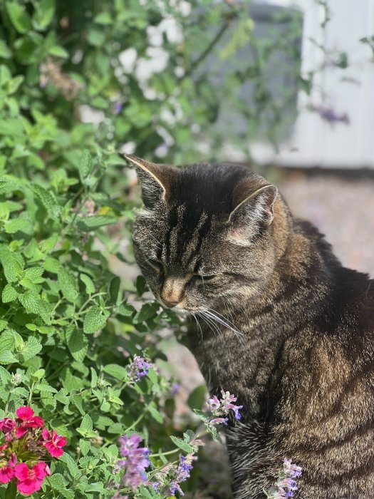 En brunsvart katt bredvid blommande buskar i solljus, med en oskarp vit bakgrund.