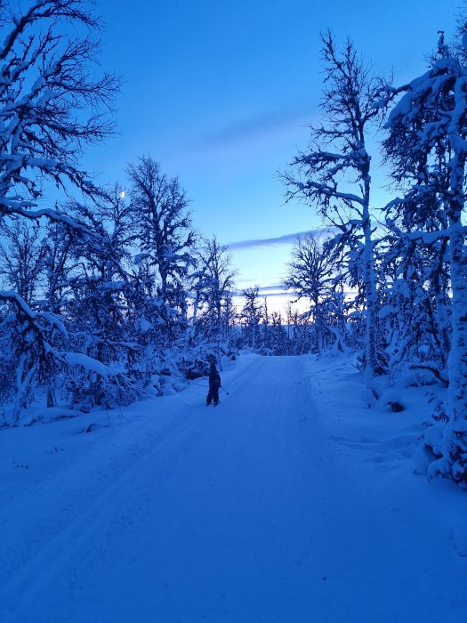 Vinterlandskap vid skymning, snötäckta träd, en person går på en snöig väg.