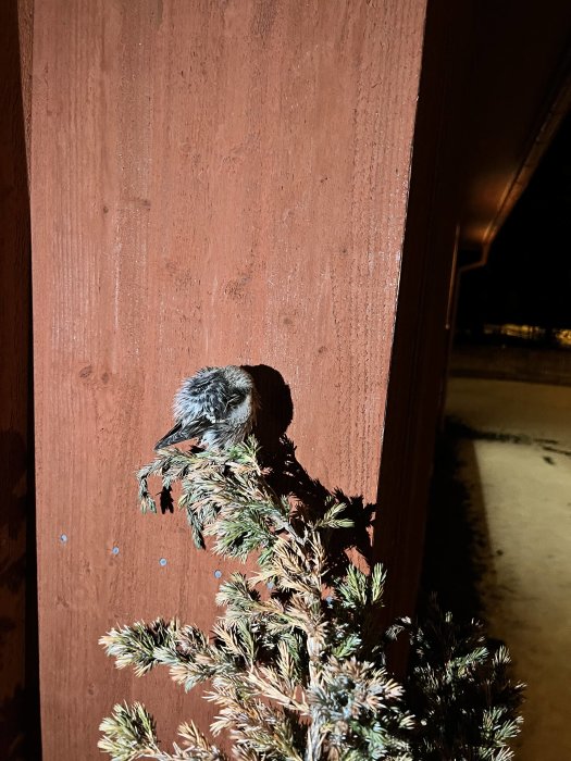 En fågel sitter på en gren vid en rödbrun vägg om natten, belyst av starkt ljus.