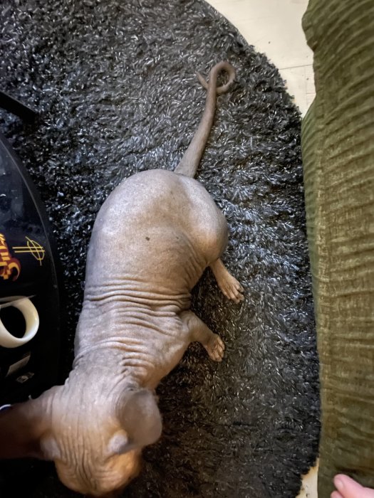 En naken katt (Sphynx-ras) ligger på en mörk matta bredvid en sängkant.