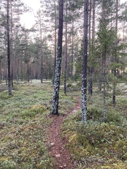 En skog med granar och tallar, mossa, en stig, inget folk, naturlig och lugn miljö.