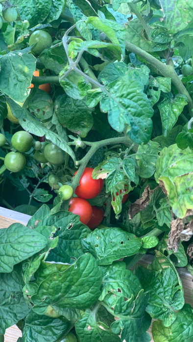 Tomatplant med mogna röda och omogna gröna tomater bland gröna blad.