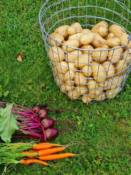 Trädgårdsskörd med potatis i korg, rödbetor och morötter på gräs.