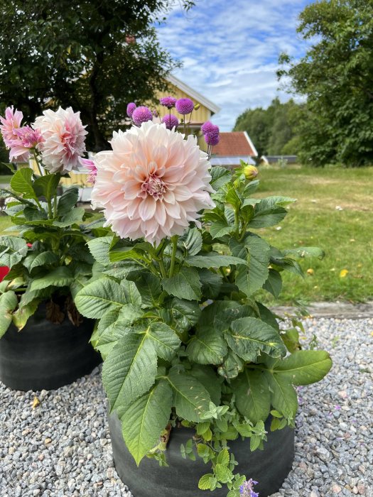 Blommande dahlior i krukor, lila klotamarant, grönska, grusgång, träd, hus i bakgrunden, sommardag.