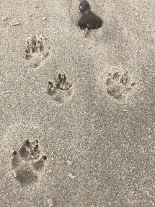 En hundspår i sanden, en sten, strandtextur, naturligt dagsljus.