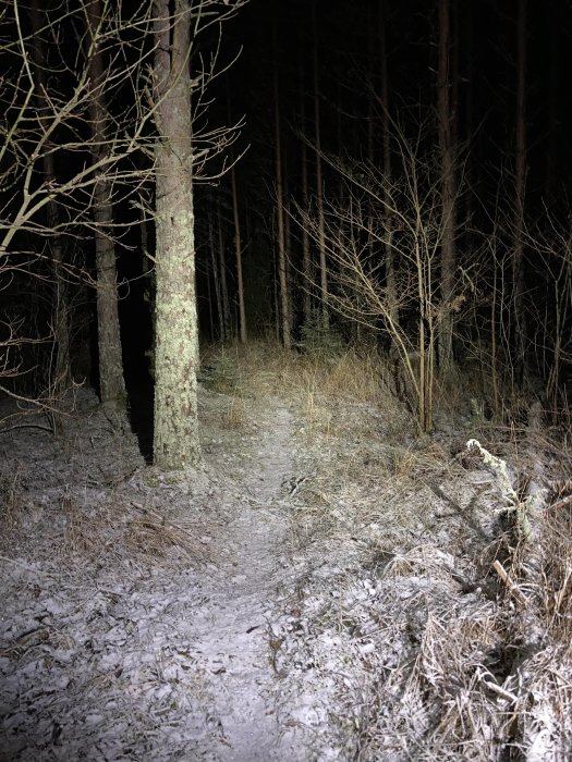 Mörk skog nattetid, smal stig, snötäckt mark, träden upplysta av ficklampa.