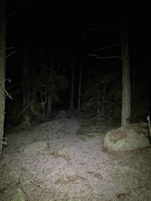 Mörk skog nattetid, ljus från ficklampa, stig, barrträd, sten, spöklik atmosfär.