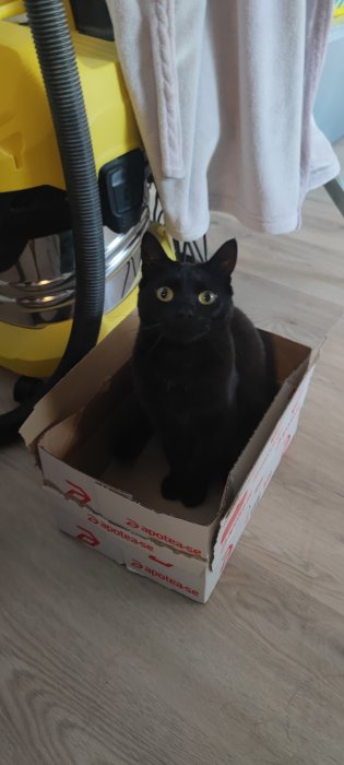 Svart katt sitter i liten kartong, gula detaljer i bakgrunden, inomhus, nyfiket uttryck.