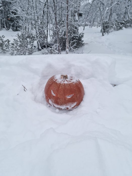 En uthuggen pumpa i snö, omgiven av snötäckta träd och buskar, vinterlandskap.