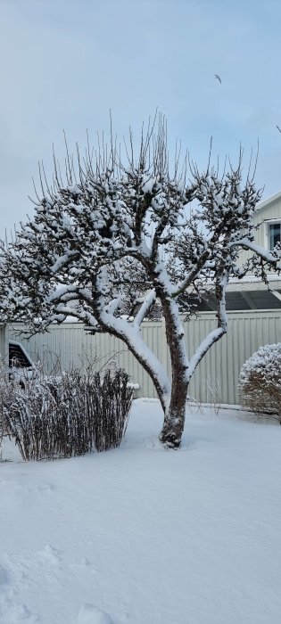 Trädet med snö, vinterlandskap, fågel i skyn, spår i snön, buskar, stillhet.