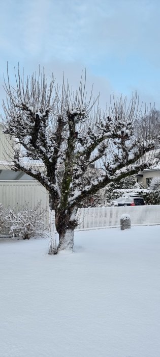 Snötäckt trädgård och beskuret träd med bakgrund av bostadshus och himmel.