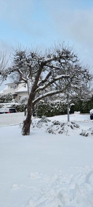 Snötäckt trädgård, snedstammad träd, vit villa, snödrivor, klart vinterlandskap, blå himmel.