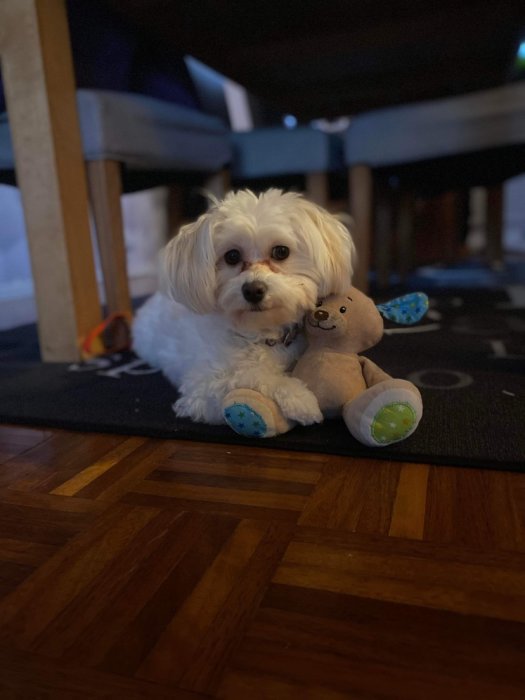 Vit liten hund ligger bredvid en leksak på trägolv inomhus.